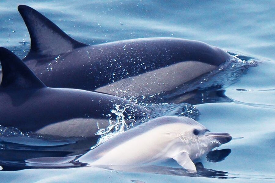Lagos: Dolphin Watching with Professional Marine Biologists - The 90-minute flow on the Tornado rib