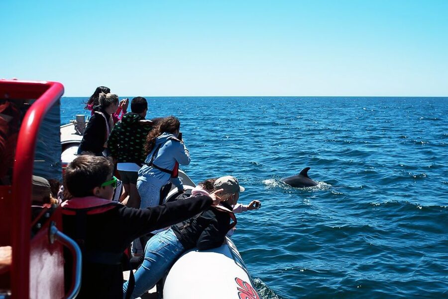 Lagos: Dolphin Watching with Professional Marine Biologists - Spotting bottlenose and common dolphins in the Atlantic