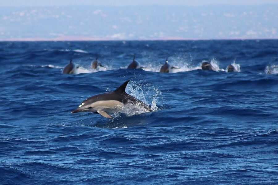 Lagos: Dolphin Watching with Professional Marine Biologists - Who should book this Lagos dolphin watching trip