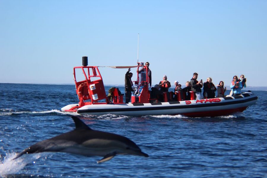 Lagos: Dolphin Watching with Professional Marine Biologists - Meeting at Marina de Lagos: Getting set up at Seafaris