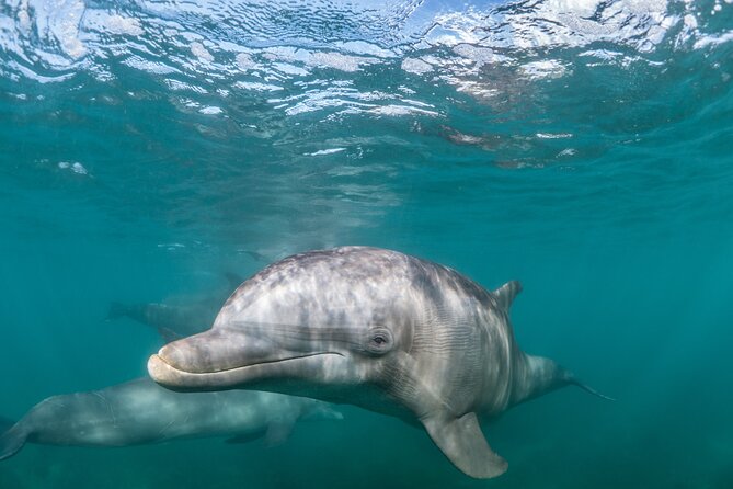 Lagos: Dolphins & Benagil Caves – Catamaran - Key things to know before you go