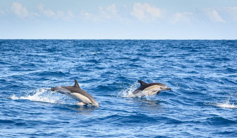 Lagos: Dolphins & Caves - Catamaran - The Dolphin Search: How the Crew Finds Them and Keeps It Respectful