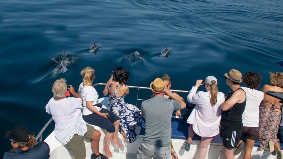 Lagos: Dolphins & Caves - Catamaran - Price and Value: Is a Dolphin Cruise Worth 58 per Person?