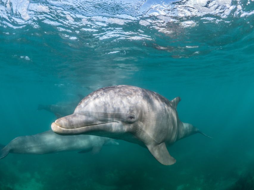 Lagos: Dolphins & Caves - Catamaran - Practicalities That Make Your Day Easier