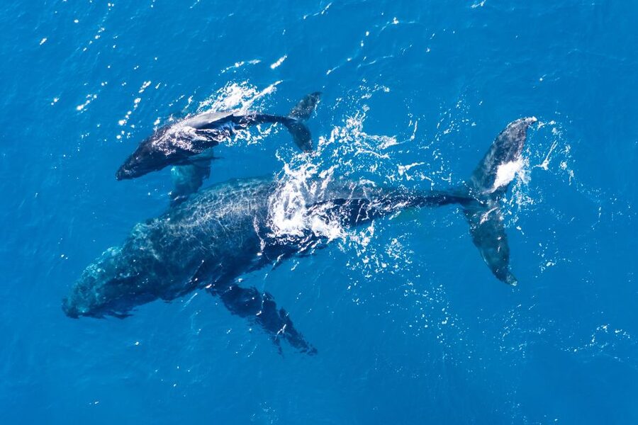 Lagos: Dolphins & Caves - Catamaran - Who This Tour Fits Best, and Who Might Prefer Something Else