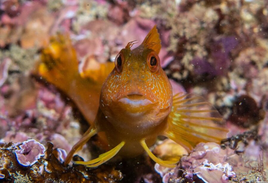Lagos: Guided Scuba Diving Trip for Beginners - Why Lagos is a smart first stop for scuba in Portugal
