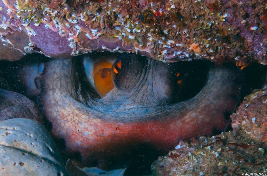 Lagos: Guided Scuba Diving Trip for Beginners - What you might see underwater in Lagos (and why it is memorable)