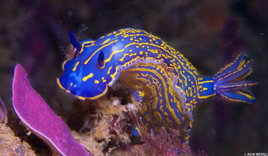 Lagos: Guided Scuba Diving Trip for Beginners - Safety, the 18-hour fly rule, and who should skip this