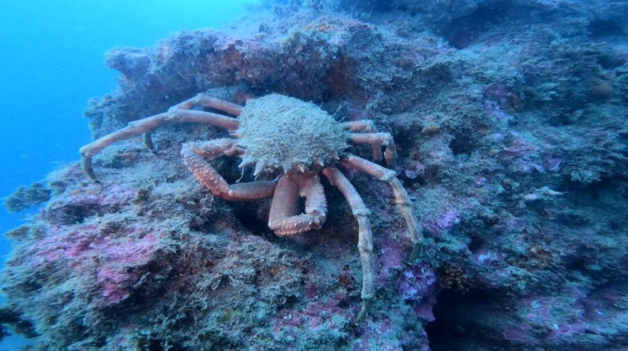 Lagos: Guided Scuba Diving Trip for Beginners - Languages, small-group coaching, and your comfort level