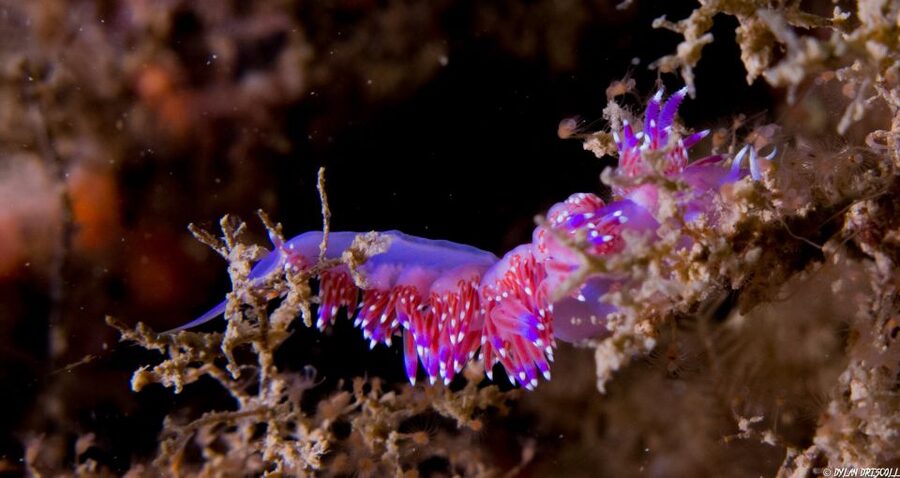 Lagos: Guided Scuba Diving Trip for Beginners - Practical logistics in Lagos: towels, photos, and keeping it simple