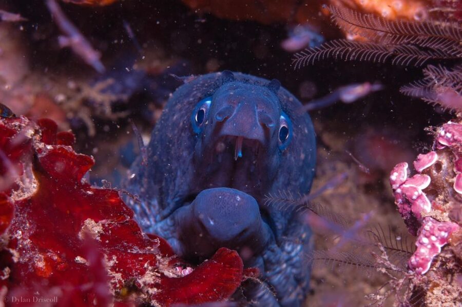 Lagos: Guided Scuba Diving Trip for Beginners - From meet-up to back on shore, your 3-hour flow