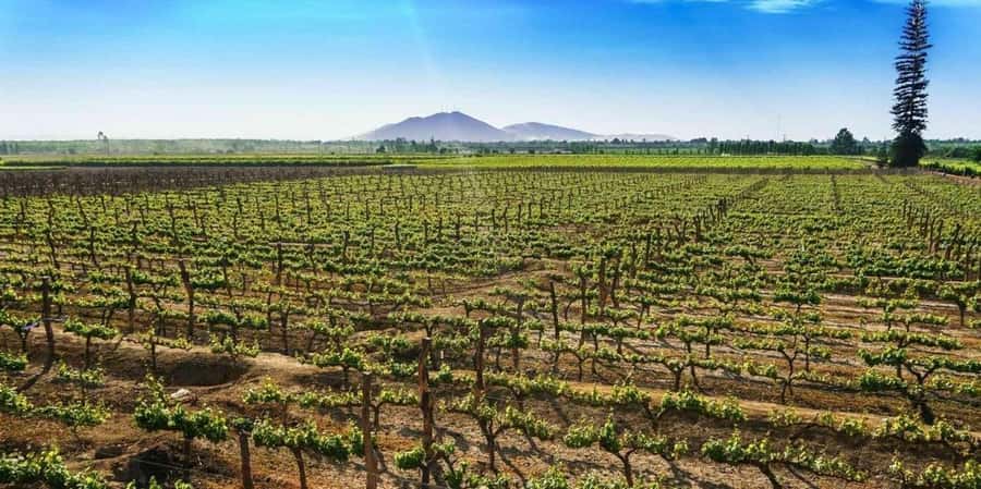 Lagos/Praia da Luz: Wine Tour, Tastings, Tapas, and Music - Shopping for Bottles and Regional Products