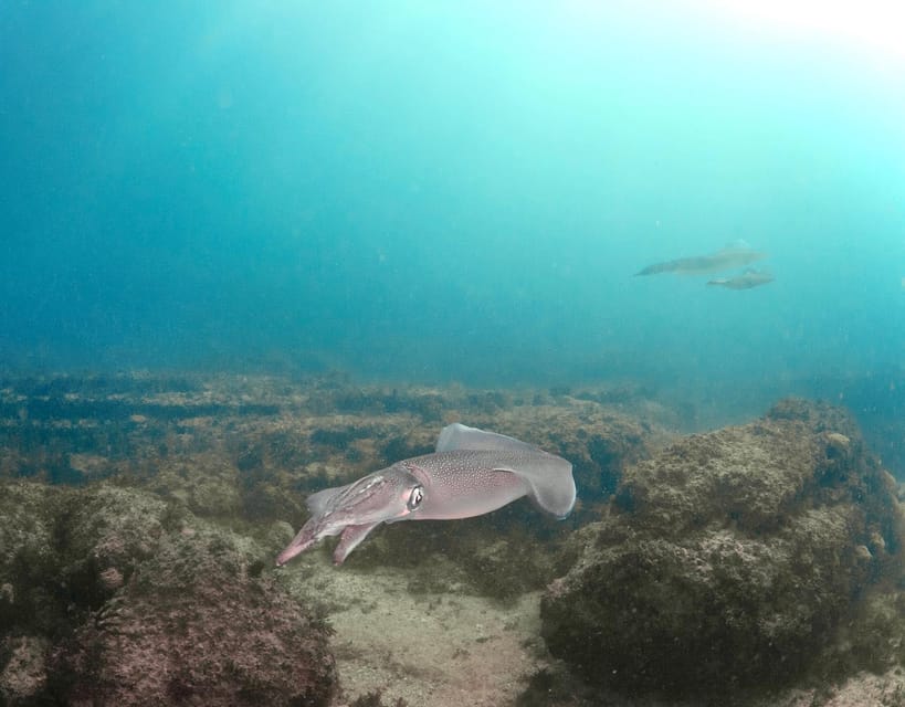 Lagos: Scuba Diving Experience for Beginners - Why Lagos Works So Well for First-Timers