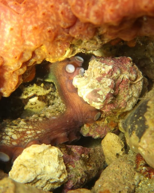 Lagos: Scuba Diving Experience for Beginners - The Afternoon Briefing and Pool Lesson: Learning Without Panic