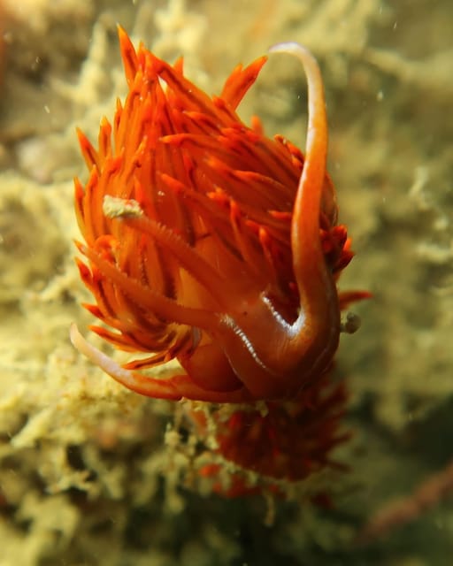 Lagos: Scuba Diving Experience for Beginners - Practical Notes on Timing and Meeting Up in Lagos