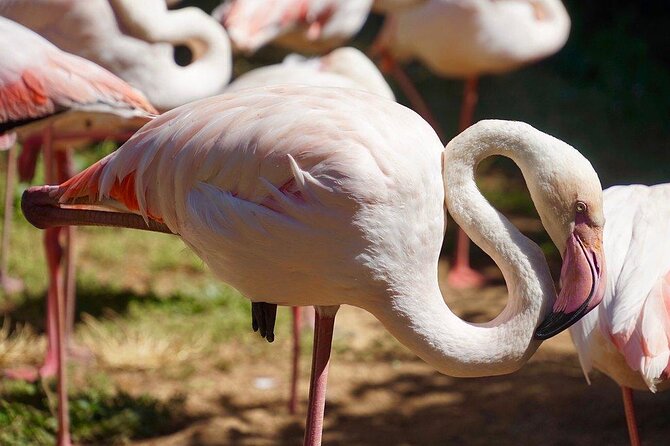 Lagos Zoo Admission Ticket - Why Lagos Zoo Is a Smart Break From the Beach Crowds