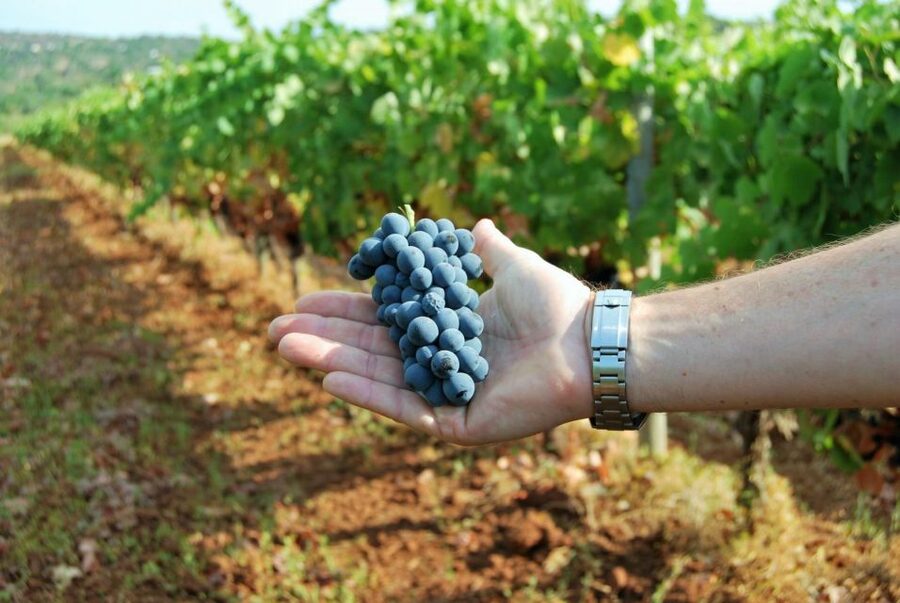 Loulé: Quinta da Tôr Winery Guided Tour and Wine Tasting - Who this tour is best for (and who might want something else)