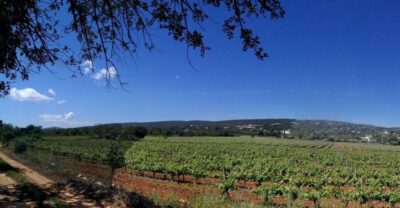Quinta da Tôr Winery Guided Tour and Wine Tasting