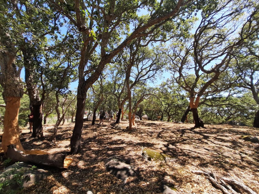 Monchique & Silves: guided day trip - Monchique to Silves, Why This Day Trip Feels More Like the Algarve