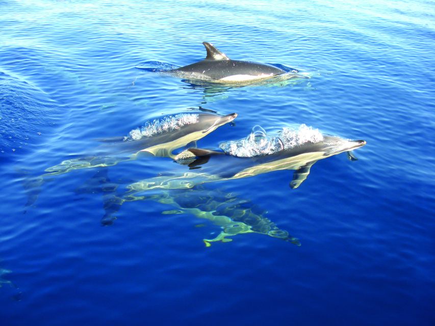 Olhão: Dolphin Observation - Dolphin Spotting From Olhão: What Makes This Cruise Special