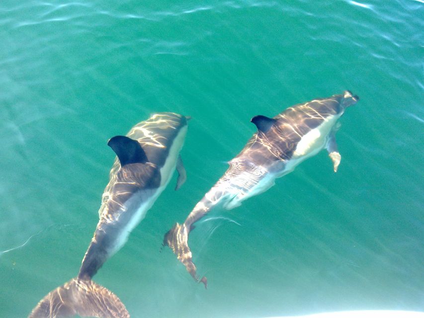 Olhão: Dolphin Observation - Ethical Dolphin Watching, Without the Dolphin Show Illusion