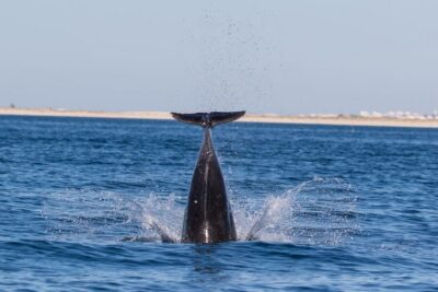 Dolphin Observation