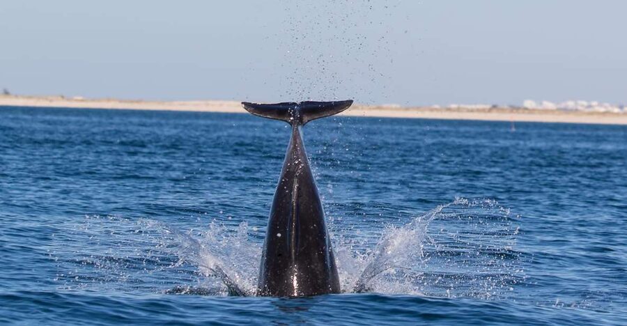 Olhão: Dolphin Observation - Ria Formosa Natural Reserve Views While You Wait for Dolphins