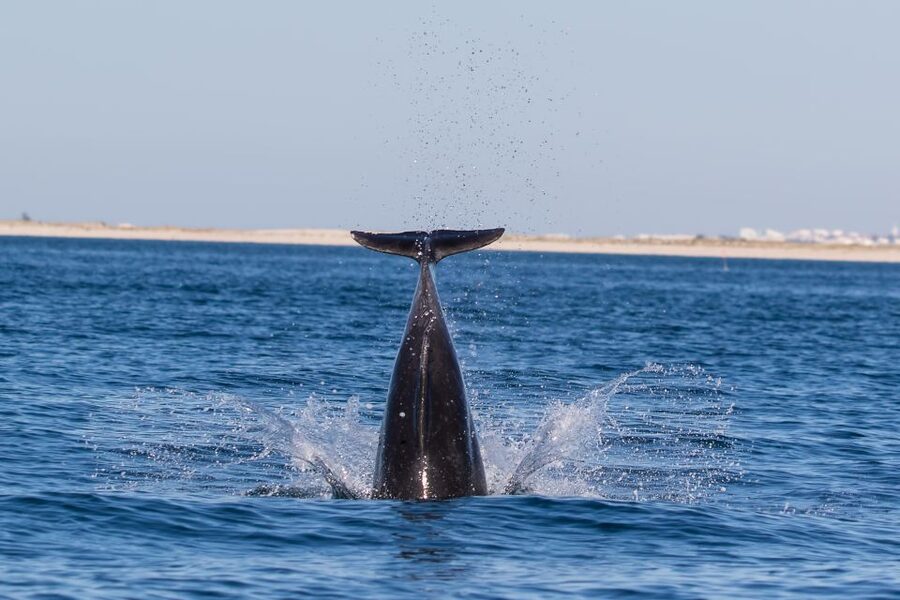 Olhão: Dolphin Observation - What Happens During the 2.5-Hour Boat Cruise