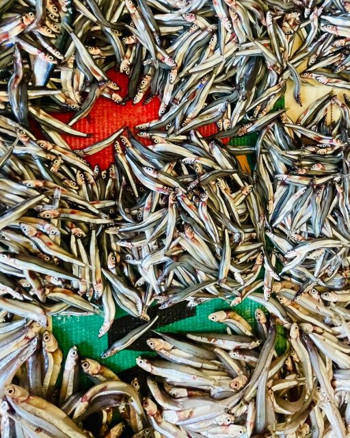 Olhão Fish Market & Food Tour - From the market to Olhão’s taverns: where seafood becomes a meal