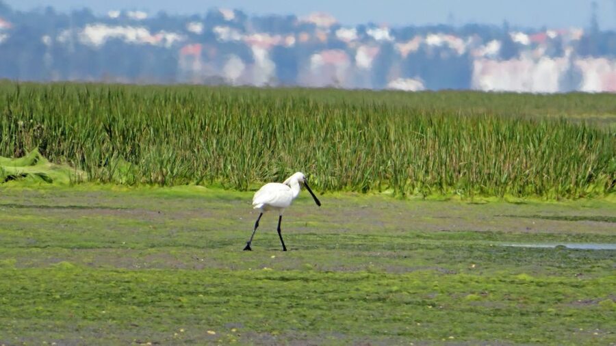 Olhão: Private Boat Tour to Ria Formosa - Ria Formosa by Private Boat, With Islands You Can Actually Spot