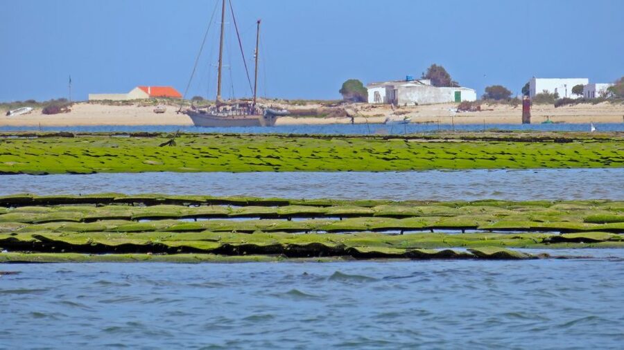 Olhão: Private Boat Tour to Ria Formosa - Deserta and Farol: Big Lagoon Views Without the Crowds