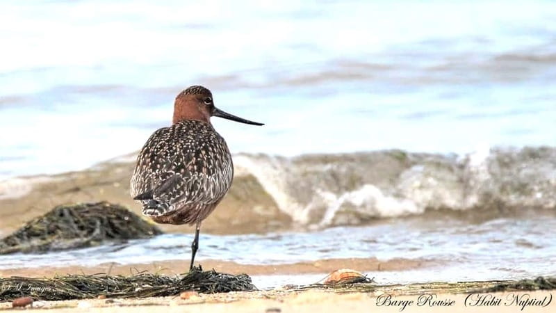 Olhão: Ria Formosa 3 Islands Guided Day Trip by Boat - Who This Tour Suits Best, and Who Might Feel It’s Too Much