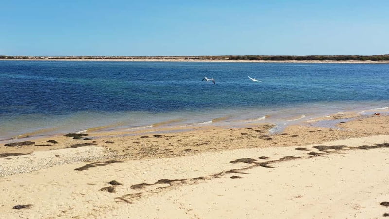 Olhão: Ria Formosa National Park Boat Cruise - Stop 1: Armona Island (and the seasonal Desert beach option)
