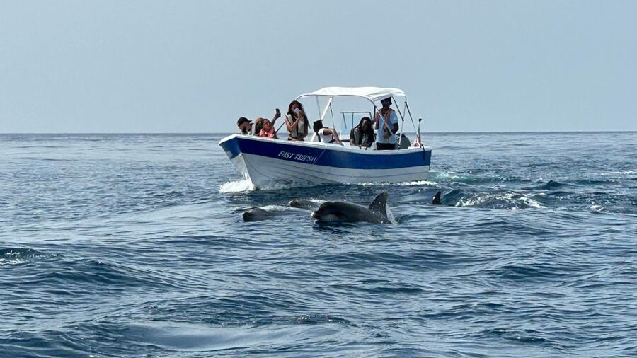 Olhão- Safari Watching Dolphins and other species - Key things to know before you go