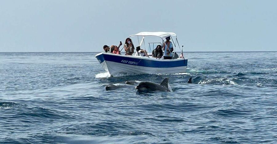 Olhão- Safari Watching Dolphins and other species - Olhão meets the Ria Formosa: why this coast works for dolphins