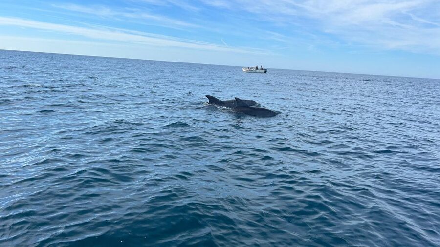 Olhão- Safari Watching Dolphins and other species - What’s included on board: waters, life jackets, and a guide who keeps you watching