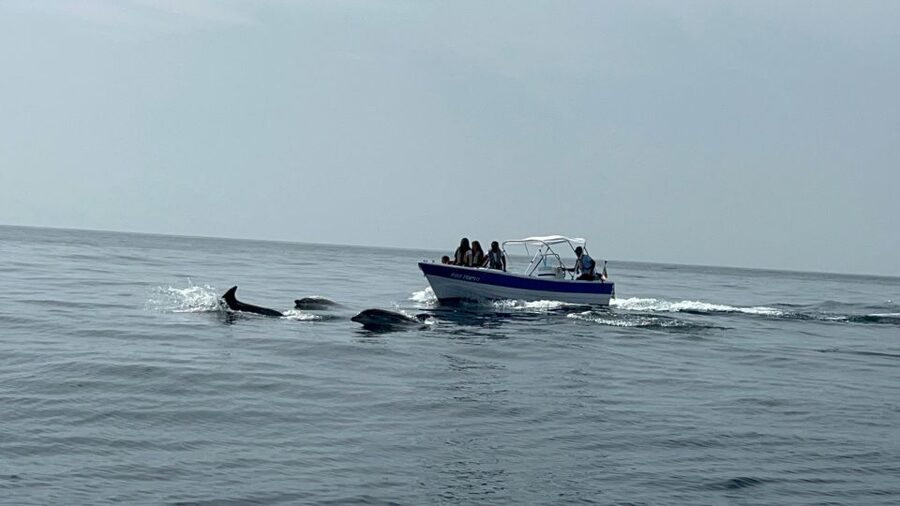 Olhão- Safari Watching Dolphins and other species - Dolphins and more: the species list and how to spot them