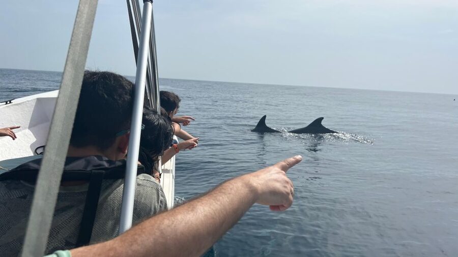 Olhão- Safari Watching Dolphins and other species - The 2-hour format: quick enough for families, long enough for real sightings