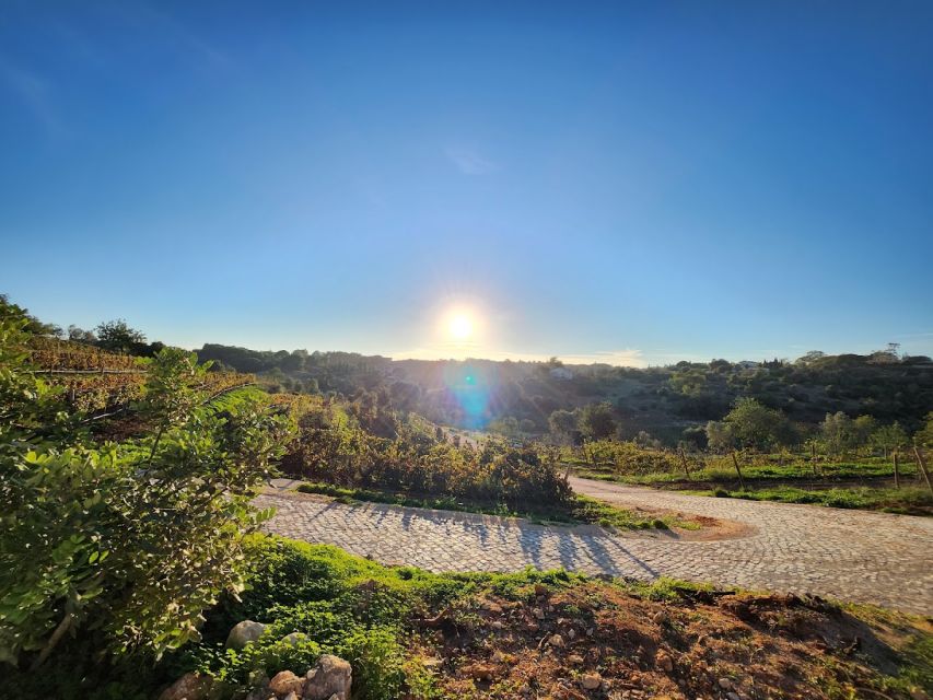 Porches: Algarve Vineyard Tour and Wine Tasting Experience - Key takeaways before you book