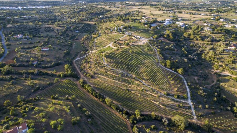 Porches: Algarve Vineyard Tour and Wine Tasting Experience - Four wines and local tapas, how the tasting stays fun