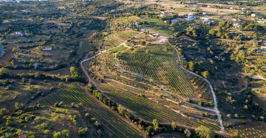 Porches: Algarve Vineyard Tour and Wine Tasting Experience - The 1.5 hour flow: welcome, wine bar tasting, then a photo-friendly walk