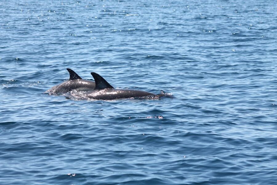 Portimão: 2-Hour Dolphin Watching Boat Tour - Why this Portimão dolphin cruise works so well