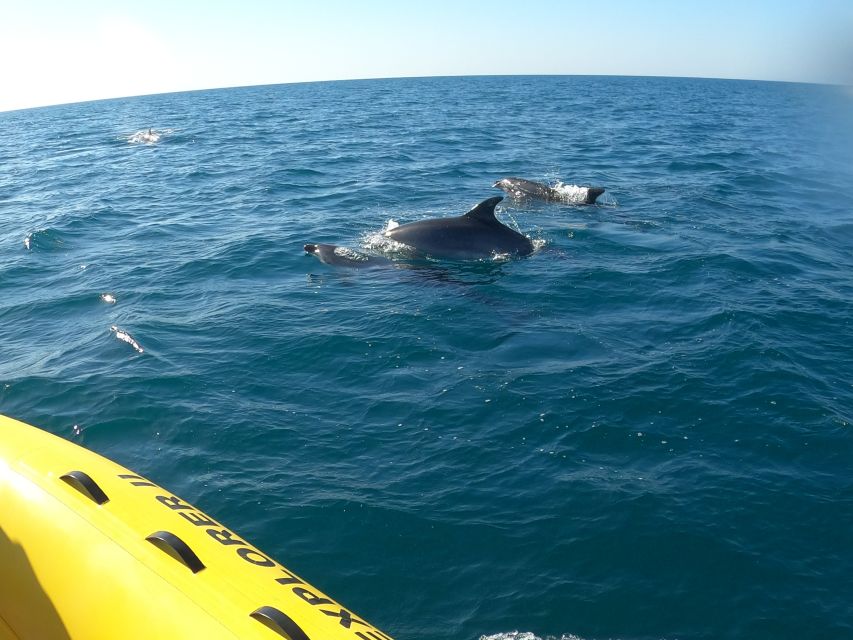 Portimão: 2-Hour Dolphin Watching Boat Tour - Getting to the dock: Cais S. Francisco to Vasco da Gama pier