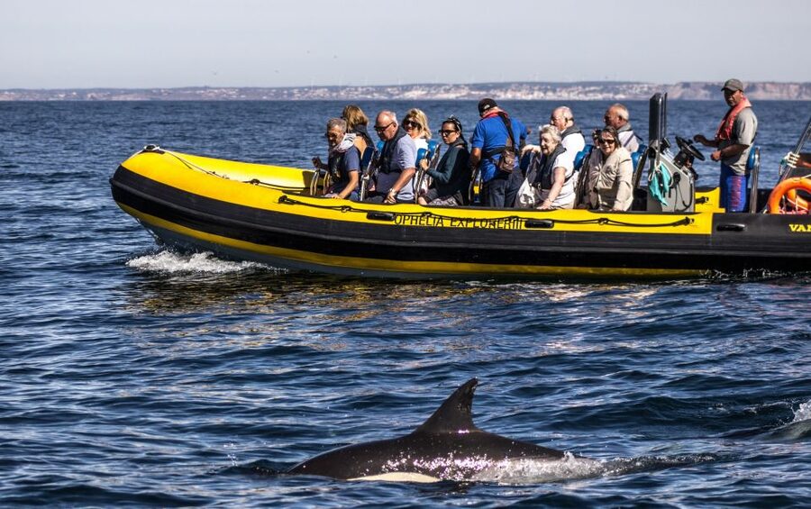 Portimão: 2-Hour Dolphin Watching Boat Tour - Dolphin spotting: odds are high, and the crew makes the difference
