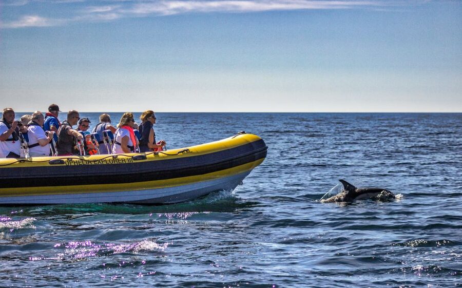 Portimão: 2-Hour Dolphin Watching Boat Tour - What to bring (and what not to bring) for a smoother ride