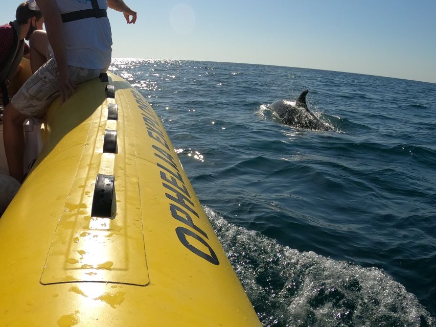 Portimão: 2-Hour Dolphin Watching Boat Tour - Price and value: is $53 for two hours a fair deal?