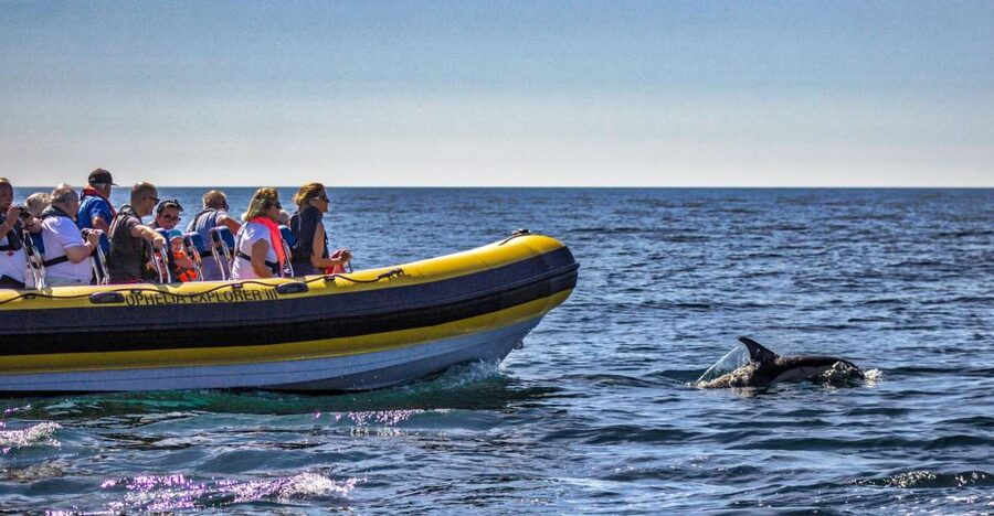 Portimão: 2-Hour Dolphin Watching Boat Tour - Safety and tide reality checks you should take seriously