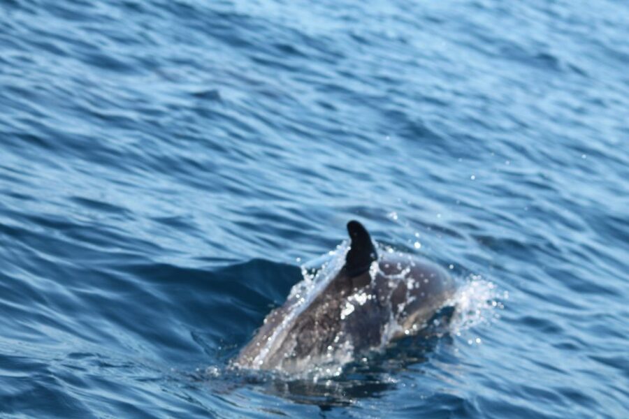 Portimão: 2-Hour Dolphin Watching Boat Tour - Who should book this dolphin and Benagil cruise?