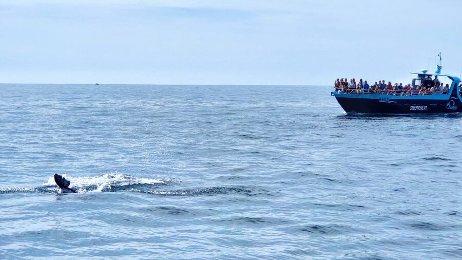 Portimão: Benagil Caves & Dolphins Watching with Biologist - The cruise rhythm: from Portimão toward Marinha Beach
