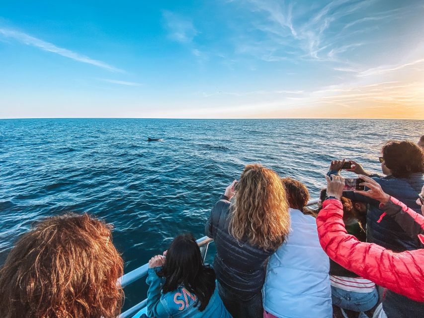 Portimão: Benagil Caves & Dolphins Watching with Biologist - Hidden caves along the Algarve coast: why the stops matter